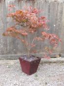An acer tree in red jardiniere