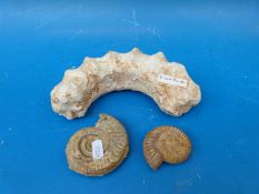 Three ammonite fossils,