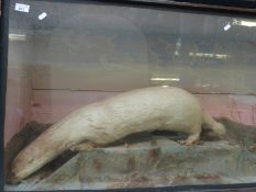 An unusually large taxidermy study of an albino otter in case (width of case 127cm)