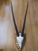 A taxidermy skull mount of an onyx