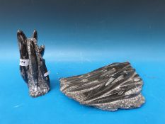 Two large giant squid fossil sculptures