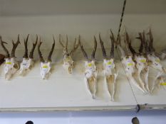 Nine skull mounts of roe bucks together with various jaws etc
