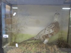 A cased taxidermy study of an albino pheasant (width of case 62.