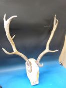 A taxidermy skull mount of fallow deer (width approximately 64cm)