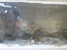 A cased taxidermy cock pheasant (width of case 91cm)