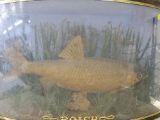 A taxidermy study of a roach in bow fronted case (width of case 48cm)
