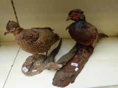 A taxidermy study of a cock and hen pheasant (uncased)