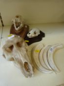 A mounted lynx skull together with a mounted racoon skull,