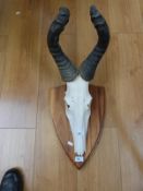 A taxidermy skull mount of a hartebeest