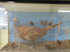 A cased taxidermy study of a cock pheasant (width of case 101cm)