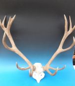 A 14 point set of antlers from a red deer stag,