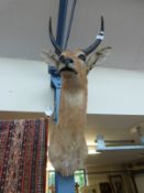 A taxidermy shoulder mount of a reed buck