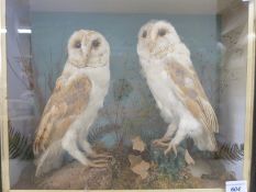 A cased pair of taxidermy barn owls mounted in naturalistic setting (width of case 46cm)