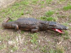 A taxidermy study of a crocodile,