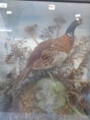A taxidermy study of a cock pleasant in case (width of case 61cm)