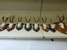 Eight skull mounts of roe bucks each on wooden shield-shaped mounts