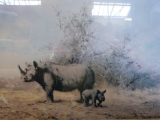 A signed print by David Shepherd 