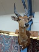 A taxidermy shoulder mount of a bush buck together with a skull mount of a bush buck