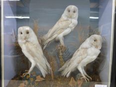 Three taxidermy barn owls by A C Foot of Bath,
