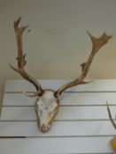 A taxidermy skull mount of fallow deer (width approximately 66cm)