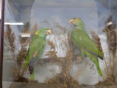 A 19thC cased taxidermy study of two parrots (width of case 60.