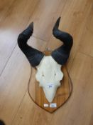 A taxidermy skull mount of a hartebeest
