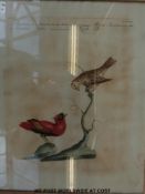 A pair of framed coloured engravings of birds (each approx 42.5cm x 33.