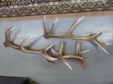 A quantity of antlers, a world map,