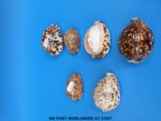 A collection of seashells