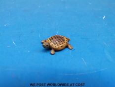 An Austrian cold painted bronze tortoise,