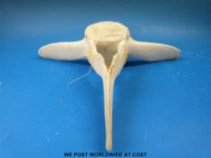 A long finned pilot whale vertebrae