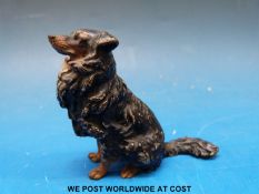 An Austrian cold painted bronze collie dog, (height 5.