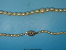 A single strand of graduated pearls with silver clasp