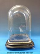 A 19thC glass dome on stepped velvet covered base raised on ball feet