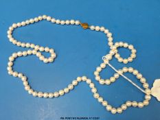 A single strand cultured pearl necklace with a yellow metal clasp