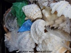 A quantity of shells including large examples up to 33cm long