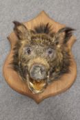 A taxidermy boar's head, on oak shield, width 52 cm. CONDITION REPORT: Good condition.