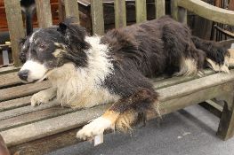 A taxidermy figure - Collie, length 90 cm. CONDITION REPORT: Good age to this item however it does