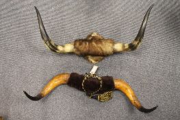 Two sets of large cow horns. (2) CONDITION REPORT: Good condition.