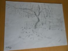 Pencil drawing of a tree dated on the front 22/8/78,signed R Kray