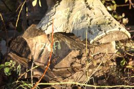 English Walnut	Air Dried Over 2 years.	Planks:-	Qty	3	@	108	x	14	x	3	Approximatly	7.9	Cu ft