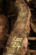 English Elm Large Character Burr Branch	Air Dried Over 2 years.	Planks:-	Qty	7	@	60	x	10	x	3 1/2
