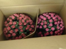 6  x sets of Pink  Solar power light floral balls - boxed rrp £29.99 each
