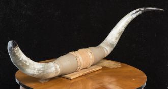 Reserve: 100 EUR        Paar Longhorn-Rinderhörner. L. ca. 155 cm, Ø ca. mittig ca. 21 cm.