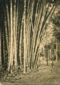 * Herbert George Ponting [1870-1935] -
Giant Bamboos of Peradeniya, Ceylon
carbon print:-
45.