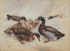 Harrison William Weir [1824-1906]-
Ducks resting on a bank:-
signed and dated 1898
watercolour
26 x