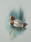 * Raymond C. Watson [1935-1994]-
Widgeon in reeds:-
signed bottom left
watercolour
58 x 42.