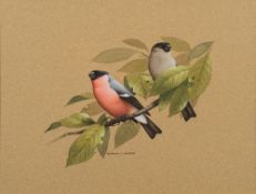 * Raymond C. Watson [1935-1994]-
Bullfinch on a branch:-
signed bottom centre
watercolour
25.