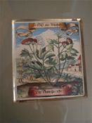 Matthaus Merian [17th Century]-
Wegrich Plantago:-
small engraving, later coloured,