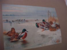 THORBURN, Archibald - The Game Birds and Wild-Fowl of Great Britain and Ireland,